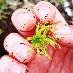 Seminar – 13 November – Modelling the nitrogen cycle of mosses across the boreal forest.